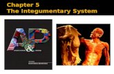 Bio 201 chapter 5 lecture