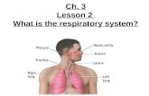 5th Grade-Ch. 3 Lesson 2 What is the Respiratory System