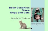 Nus   body condition score cat dog 2009