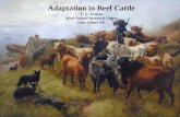 Adaptation in Beef Cattle