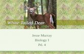 White tailed deer Jesse Murray Pd. 4
