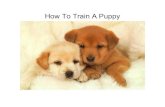 How To Train A Puppy 1225