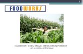 Cambodia Corn Project