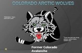 Colorado arctic wolves