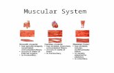 Muscular system day 1