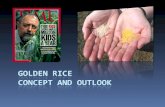Golden Rice – Potential And Outlook
