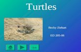 Turtles ED 205 IPP