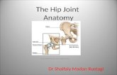 the gross antomy of the hip hoint and applied anatomy focused for undergraduate and post graduate students of human anatomy