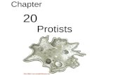 Biology - Chp 20 - Protists - PowerPoint