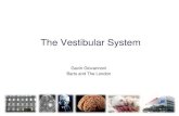 BB2 Vestibular System 2014