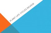 Plant life cycles review
