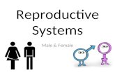 Reproductive systems presentation   version 2