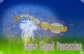 04 nerve singnal processing