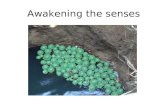 Workshop on awakening the aesthetic senses