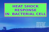 Heat shock response   major seminar