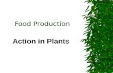 Food Production & The Environment