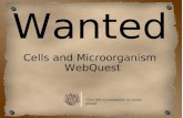 Wanted microorganisms