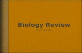 Bio review enzymes