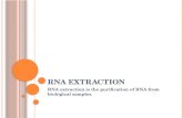 Rna extraction