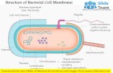Structure of the bacterial cell membrane medical images for power point