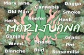 Anthropology Of Marijuana Use