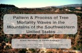 Pattern & Process of Tree Mortality Waves in the Mountains of the Southwestern United States [Alison Macalady]