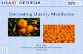 4 harvesting quality mandarins