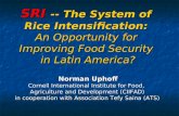 SRI An Opportunity for Improving Food Security in Latin America