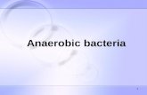 Anaerobic bacteria spring 2011