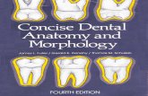 Concise dental anatomy_and_morphology