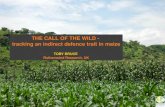The call of the wild: tracking an indirect defence trait in maize