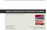 Telomeres and senescence in sockeye salmon