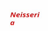Neisseria - Prac. Microbiology