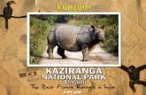 Kunzum: Kaziranga National Park