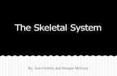 Skeletal system (1)