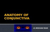 Anatomy of conjunctiva