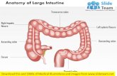 Anatomy of large intestine medical images for power point