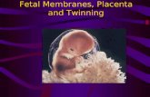 3[1].palcenta fetal membrane