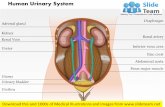The human urinary system medical images for power point