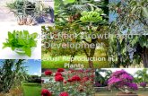 Reproduction, growth and development ppt