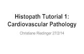 Cardiovascular Histopathology Tutorial