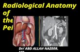 Presentation1.pptx, radiological anatomy of the abdomen and pelvis.
