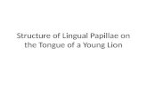 Structure of lingual papillae on