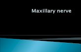Maxillary nerve dental surgery