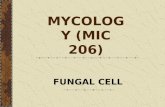 Chap 2 fungal cell