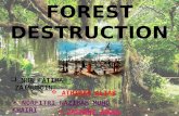 Forest destruction