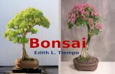 Bonsai by Edith L. Tiempo