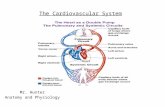 Anatomy and Physiology The cardiovascular system