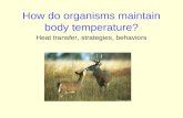 How do organisms maintain body temperature