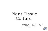 Plant tissue culture vid